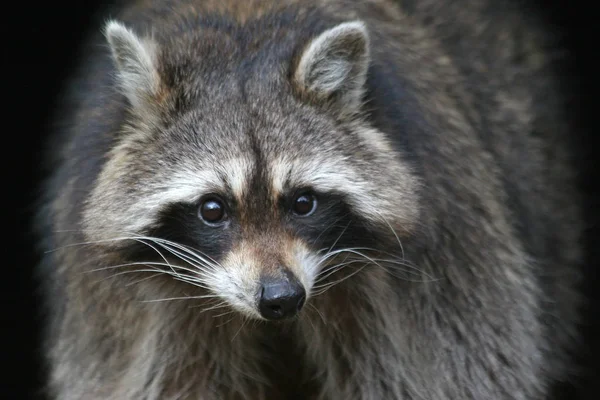 Mapache Animal Fauna Mamífero Familia Procyonid — Foto de Stock