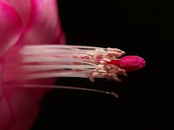 Цвіт Кактуса Цвітіння Квітки Рослині Кактуса — стокове фото