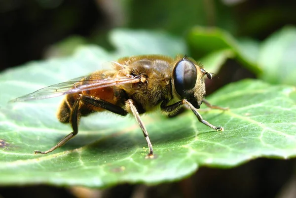 Närbild Insekter Vild Natur — Stockfoto