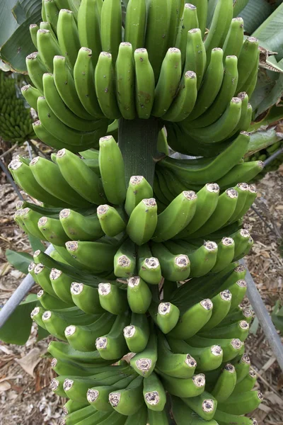热带香蕉树 异国植物 — 图库照片