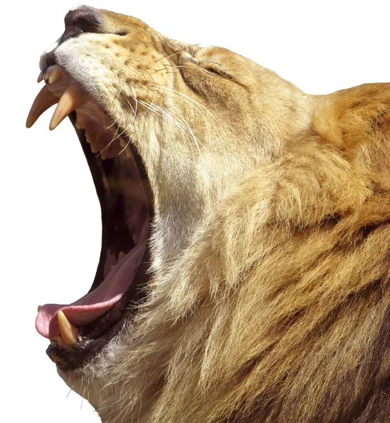 Leeuw Roofdier Katachtig Roofdier — Stockfoto