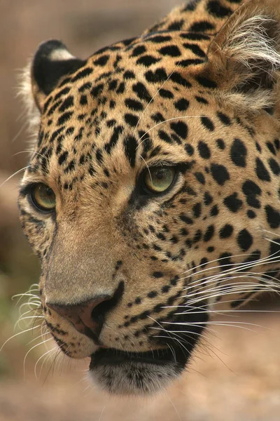 Leopardo Predador Grande Gato — Fotografia de Stock