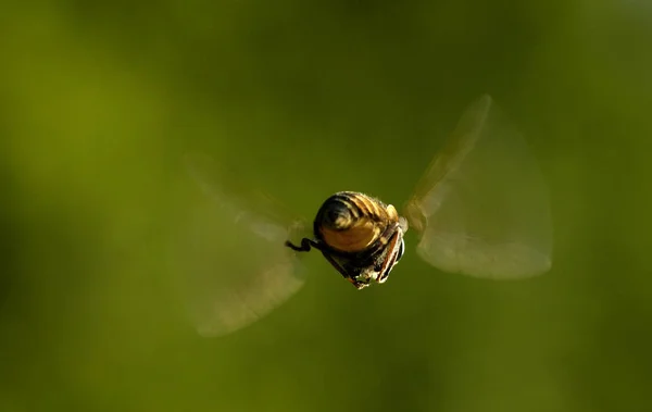 Closeup View Bug Nature — Stock Photo, Image