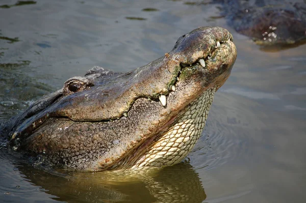 Coccodrilli Alligatori Fauna Selvatica Pericoloso Predatore Rettile — Foto Stock