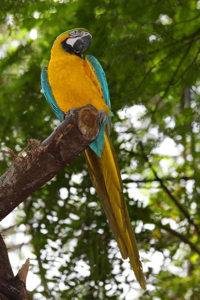Мальовничий Вид Красивий Папуга Природі — стокове фото