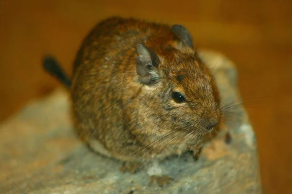 Wildszene Schöne Natur — Stockfoto