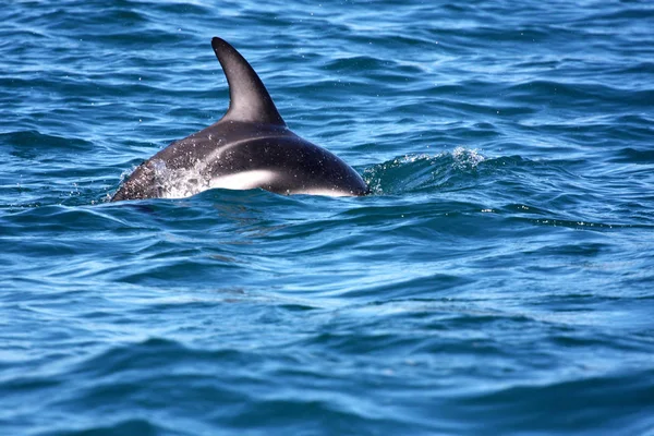 Водные Рыбы Дельфины — стоковое фото