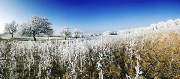 Vista Uma Cena Inverno — Fotografia de Stock