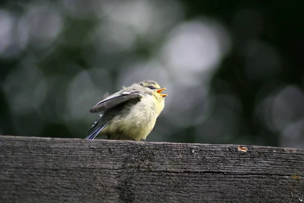 Γραφική Θέα Της Όμορφης Titmouse Πουλί — Φωτογραφία Αρχείου