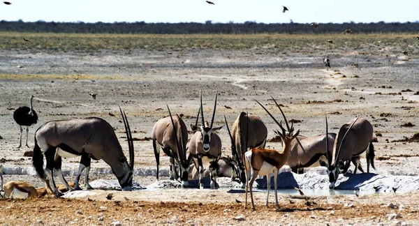 Oryx Przy Korycie Picia — Zdjęcie stockowe