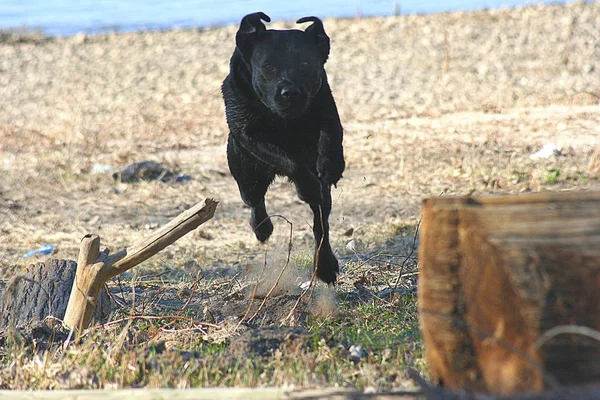 Собака Прыжке — стоковое фото