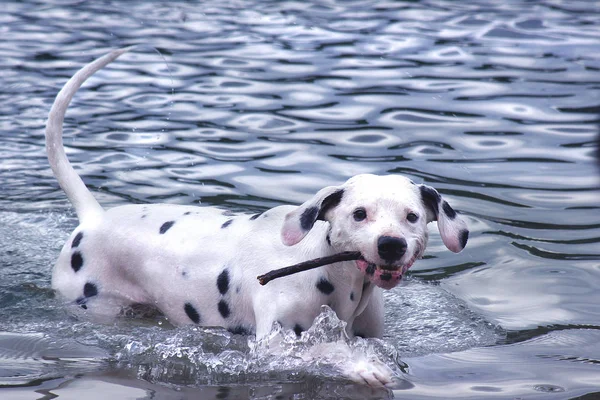 Dalmatian Anjing Hitam Dan Putih Hewan Peliharaan — Stok Foto