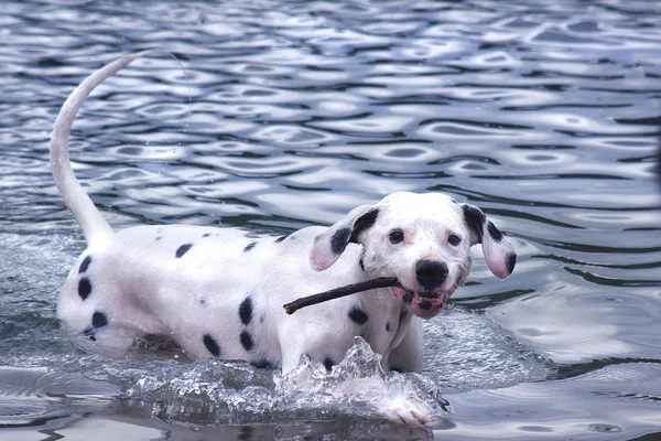 Chien Dalmate Animal Compagnie Noir Blanc — Photo