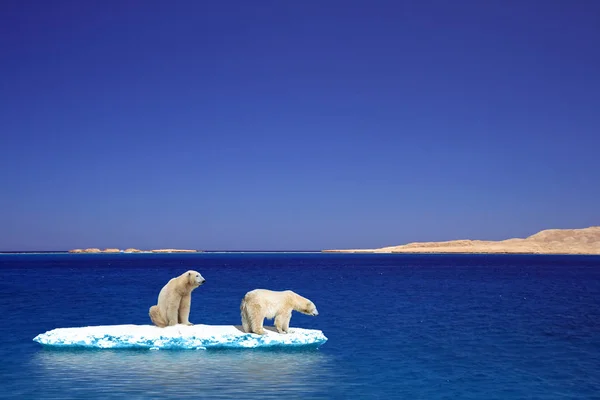 Urso Polar Iceberg — Fotografia de Stock