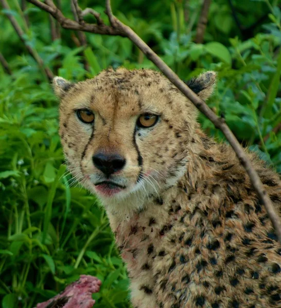 Africano Manchado Cheetah Predador Grande Gato — Fotografia de Stock