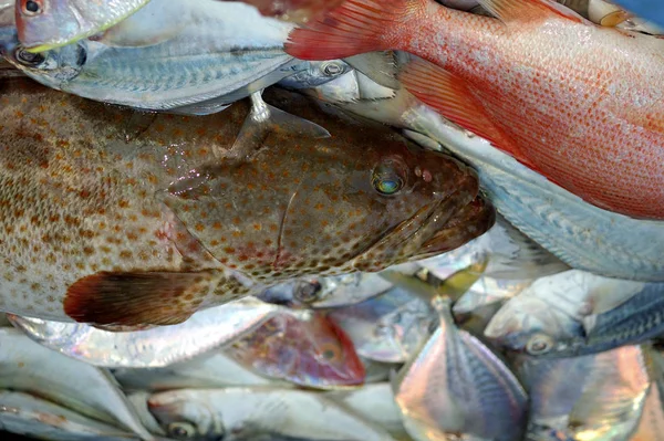 Peixe Fresco Mercado — Fotografia de Stock