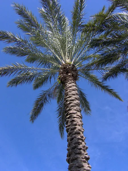 Fondo Palmera Espacio Copia — Foto de Stock