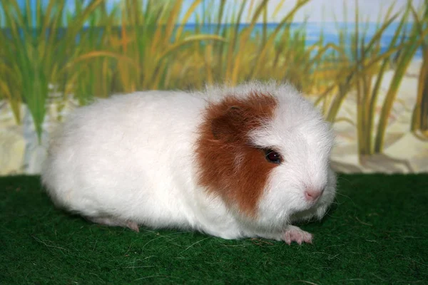Hamster Guinea Pig Rodent Animal Pet — Stock Photo, Image