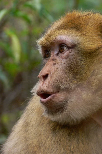 Monkey Primate Animal Wildlife — Stock Photo, Image