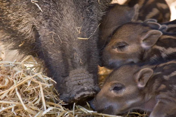 Sleeping Pigs Barn — Stock Photo, Image