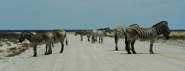 Striped Zebra Animal Mammal — Stock Photo, Image