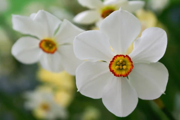 Narciso Narciso Petali Fiori — Foto Stock