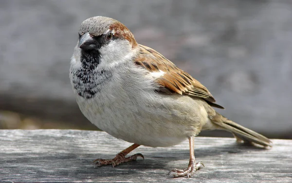 家养麻雀 Passer Domesticus 是旧社会麻雀科的一员 在某种程度上被认为是织雀科的亲戚 这颇有争议 — 图库照片