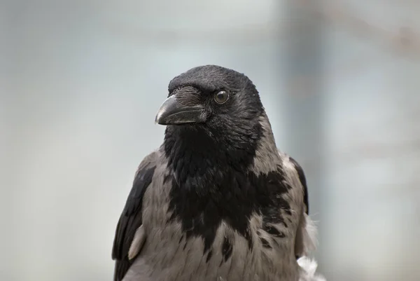 Schilderachtige Vogel Thema Schot — Stockfoto