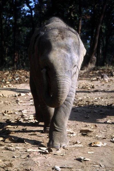 Mammifère Afrique Eléphant — Photo