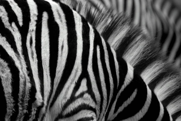 Zebra Striata Animale Mammifero — Foto Stock