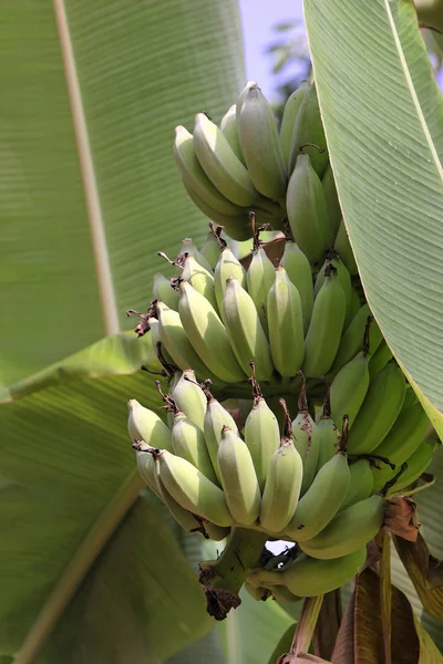 Banánový Ovocný Strom Topická Rostlina Zelenými Listy — Stock fotografie