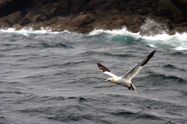 Ptak Morski Latający Pobliżu Morza — Zdjęcie stockowe