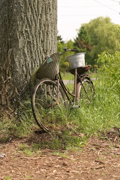 Vélo Appuyé Contre Arbre — Photo