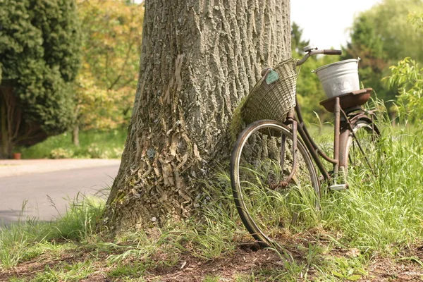 Bicicleta Encostada Árvore — Fotografia de Stock