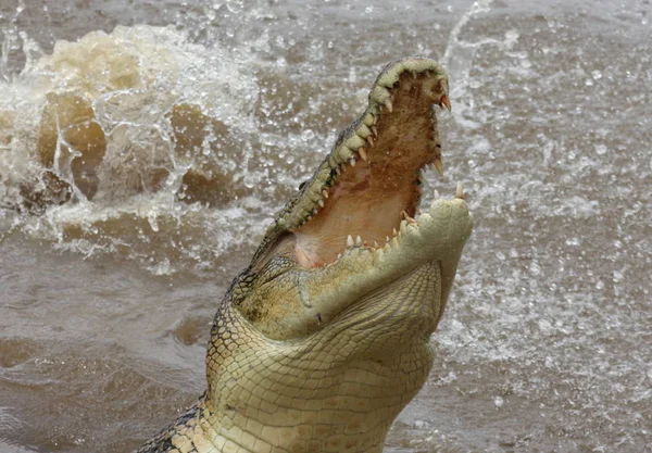 Animal Crocodilo Predador Anfíbio — Fotografia de Stock