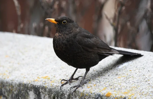 Kos Ornitologia Fauna — Zdjęcie stockowe