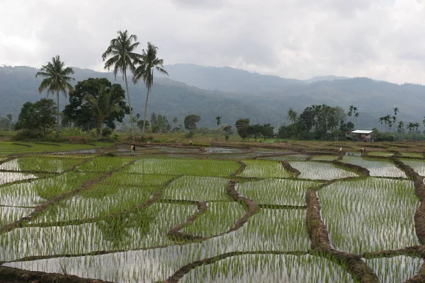 Rize Culture Kinabalu Malaysien — Stockfoto