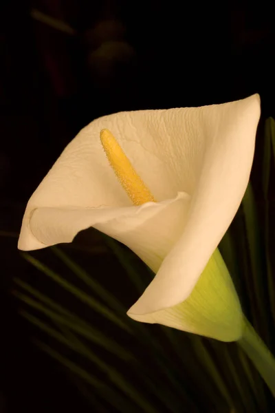 Krásný Botanický Záběr Přírodní Tapety — Stock fotografie