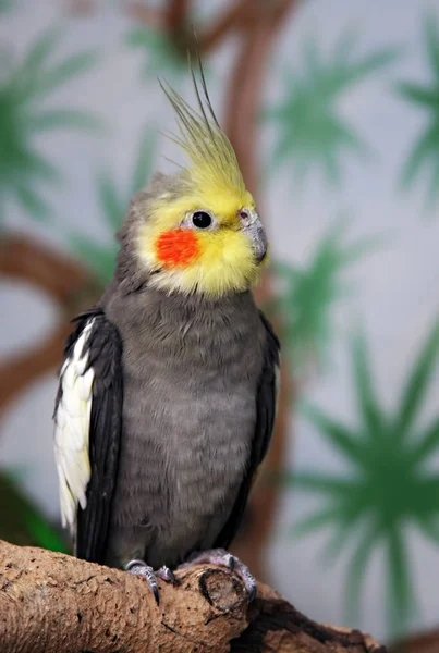 Vista Panorâmica Belo Pássaro Cockatiel — Fotografia de Stock