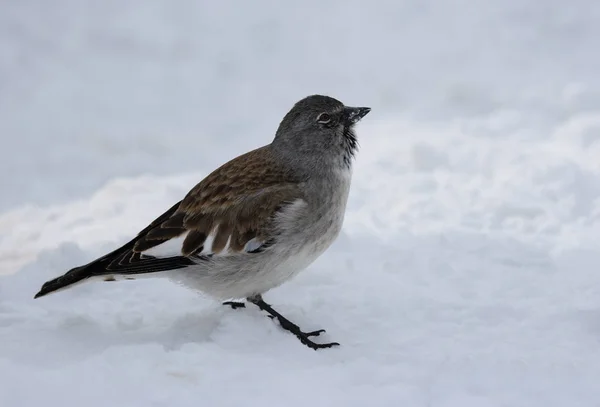 Scenic View Cute Sparrow Bird — Stock Photo, Image