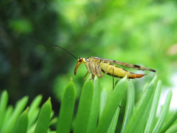 Gros Plan Bug Nature Sauvage — Photo