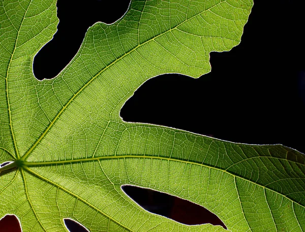 Vijgenbladeren Gebladerte Van Bomen Groene Flora — Stockfoto