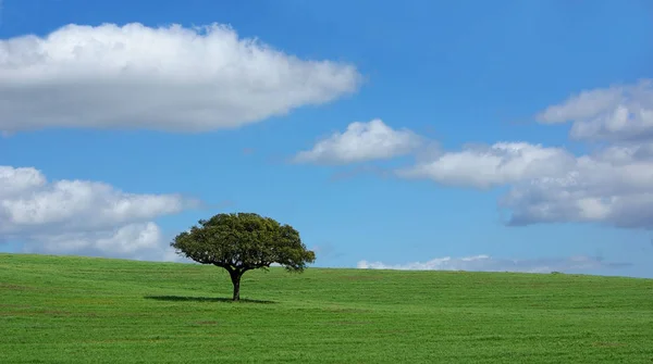 Arbre Isolé Dans Champ Vert — Photo