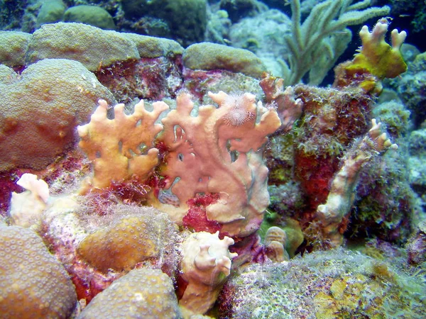 Scenic View Underwater World — Stock Photo, Image