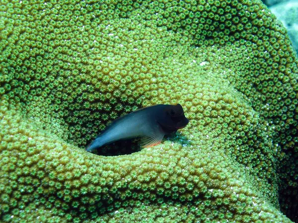 Vida Marina Con Peces Submarinos — Foto de Stock