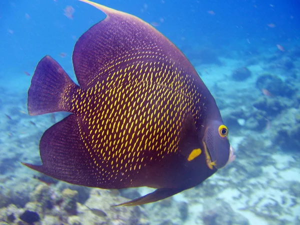 Carta Parati Tema Marino Scatto Luce Del Giorno — Foto Stock