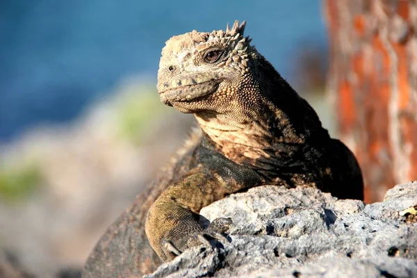 Lagarto Iguana Reptil — Foto de Stock