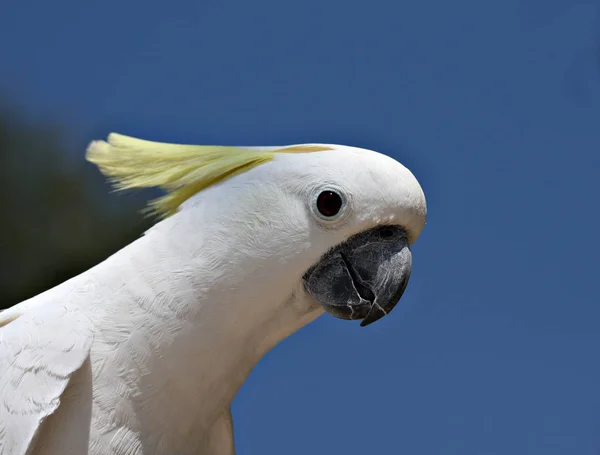 Malebný Pohled Krásné Kakadu Ptáka — Stock fotografie