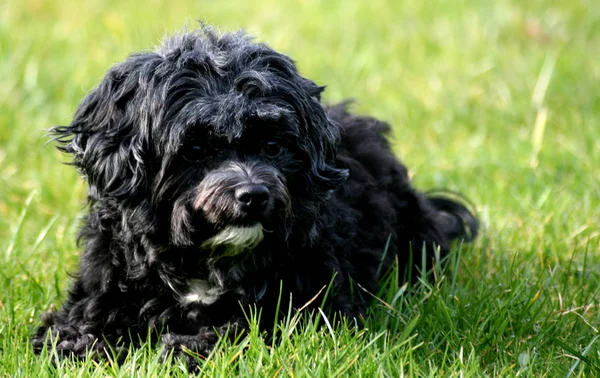 Porträt Eines Süßen Hundes — Stockfoto