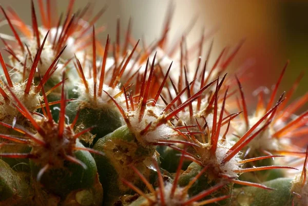 Tropisk Grön Växt Saftig Kaktusblomma — Stockfoto